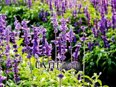 中社花園